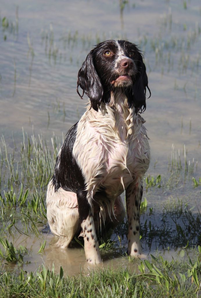 Urley du clos Picavet